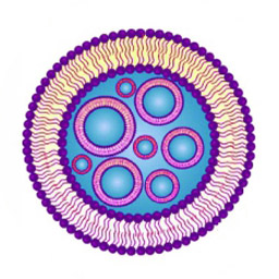 Multi-vesicular Liposomes